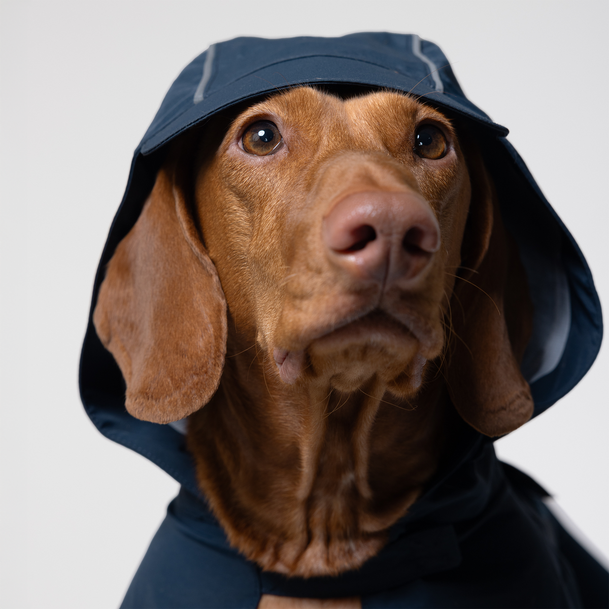 Dog Walker Set